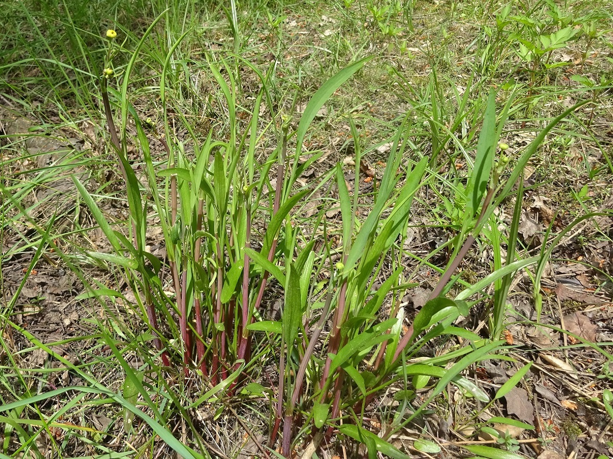 Ranunculus lingua (Ranunculaceae)